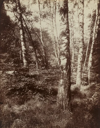Bouleaux by Eugène Atget, photograph, 1919