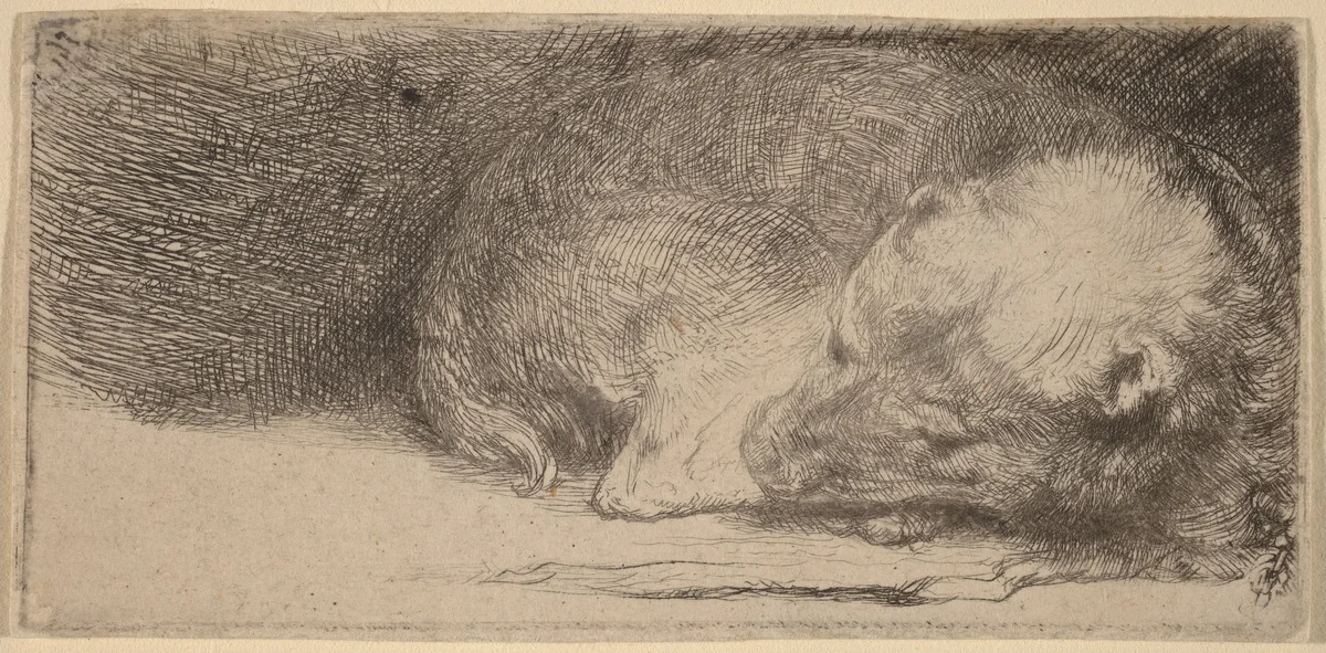 Sleeping Puppy by Rembrandt van Rijn, print, 1640