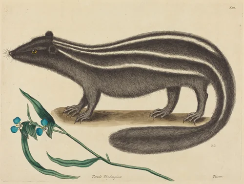 The Pole Cat (Viverra putorius) by Mark Catesby, print, 1731-1743