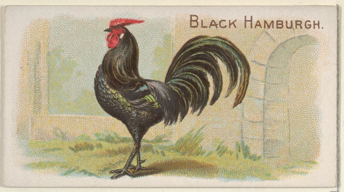 Black Hamburgh, from the Prize and Game Chickens series (N20) for Allen & Ginter Cigarettes by Allen & Ginter, print, 1891