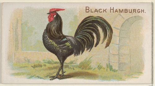 Black Hamburgh, from the Prize and Game Chickens series (N20) for Allen & Ginter Cigarettes by Allen & Ginter, print, 1891