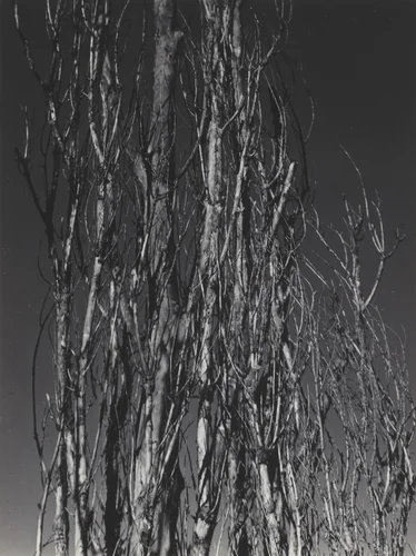 Poplar—Lake George by Alfred Stieglitz, photograph, 1936