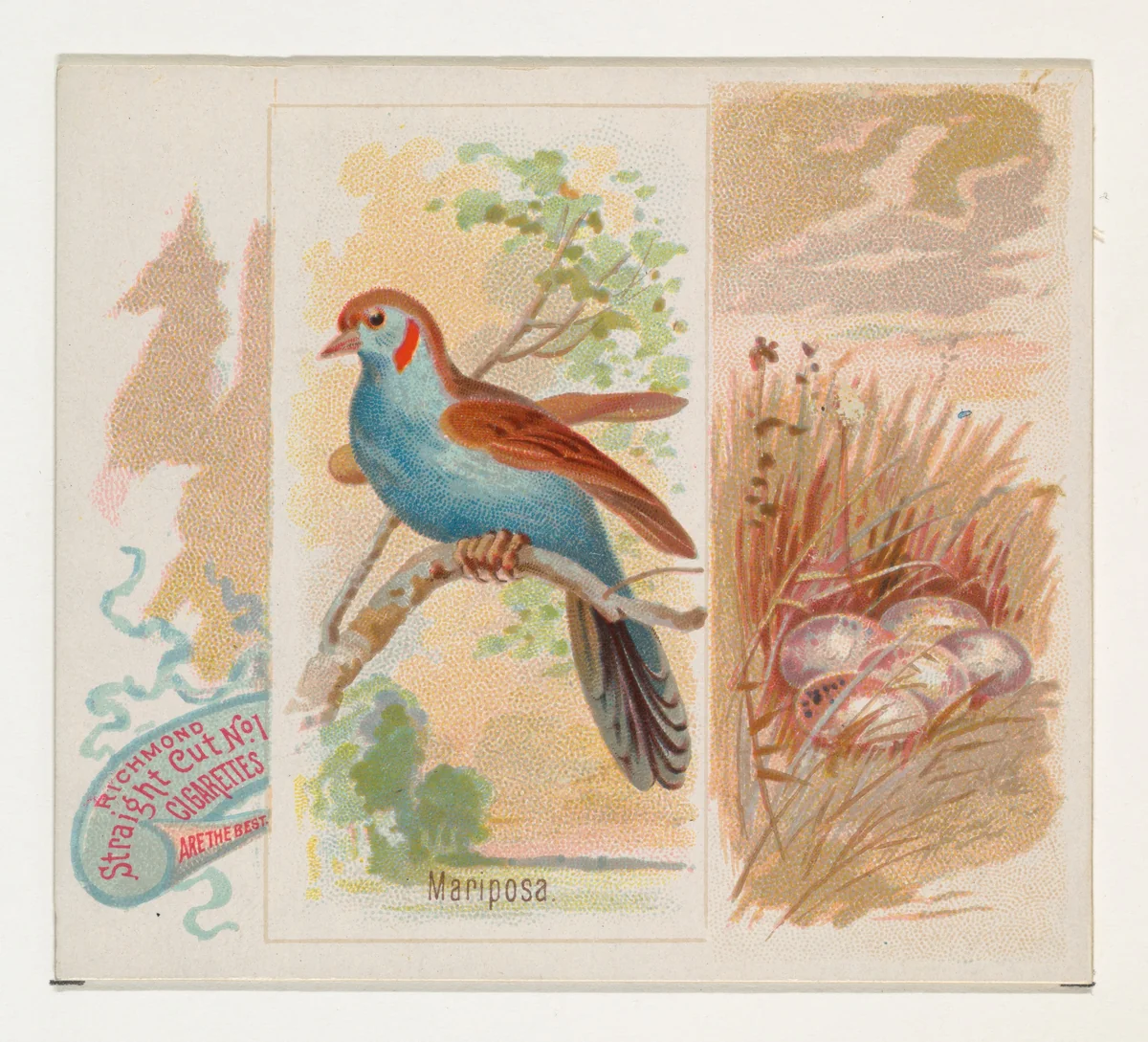 Mariposa, from the Song Birds of the World series (N42) for Allen & Ginter Cigarettes by Allen & Ginter, print, 1890