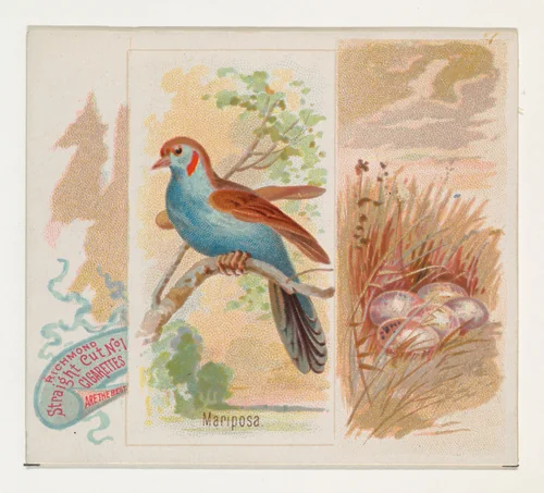 Mariposa, from the Song Birds of the World series (N42) for Allen & Ginter Cigarettes by Allen & Ginter, print, 1890