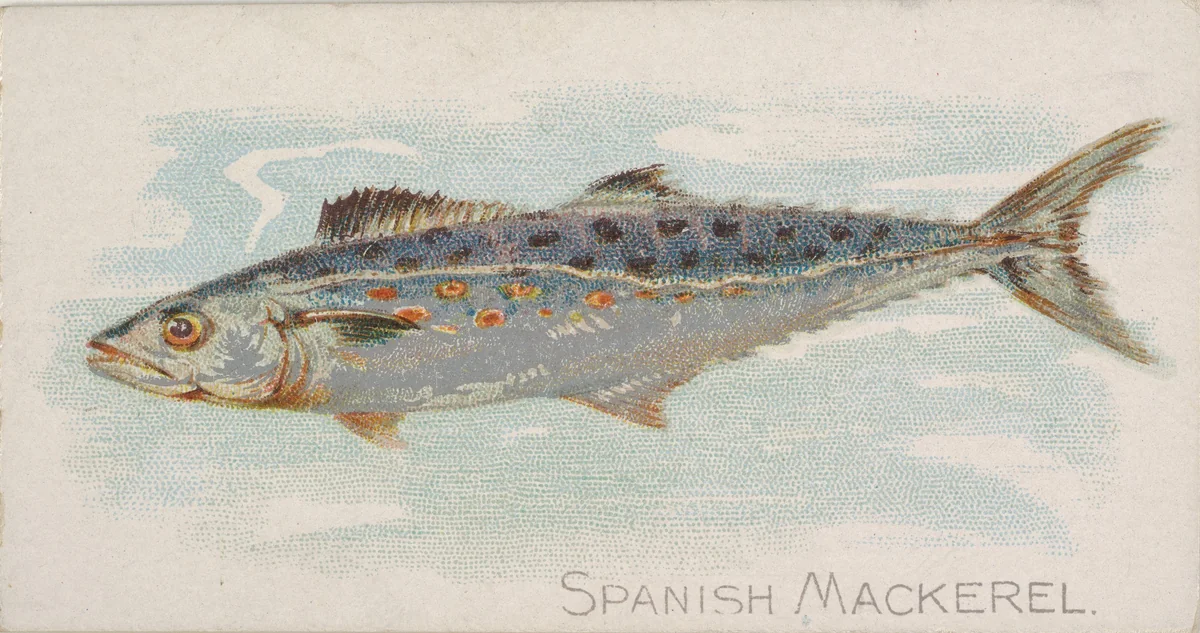 Spanish Mackerel, from the Fish from American Waters series (N8) for Allen & Ginter Cigarettes Brands by Allen & Ginter, print, 1889