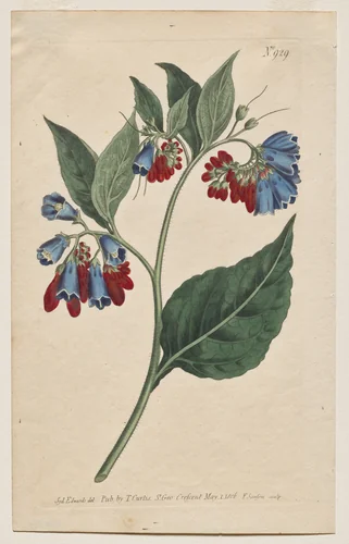 The Botanical Magazine or Flower Garden Displayed: Plate 929, Symphyum Asperrim. Prickley Comfrey. [Symphytum asperum] by Francis Sansom, print, 1806