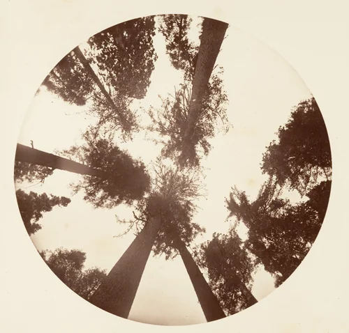 Looking up Among the Sugar Pines - Calaveras Grove by Carleton E. Watkins, photograph, 1876-1880