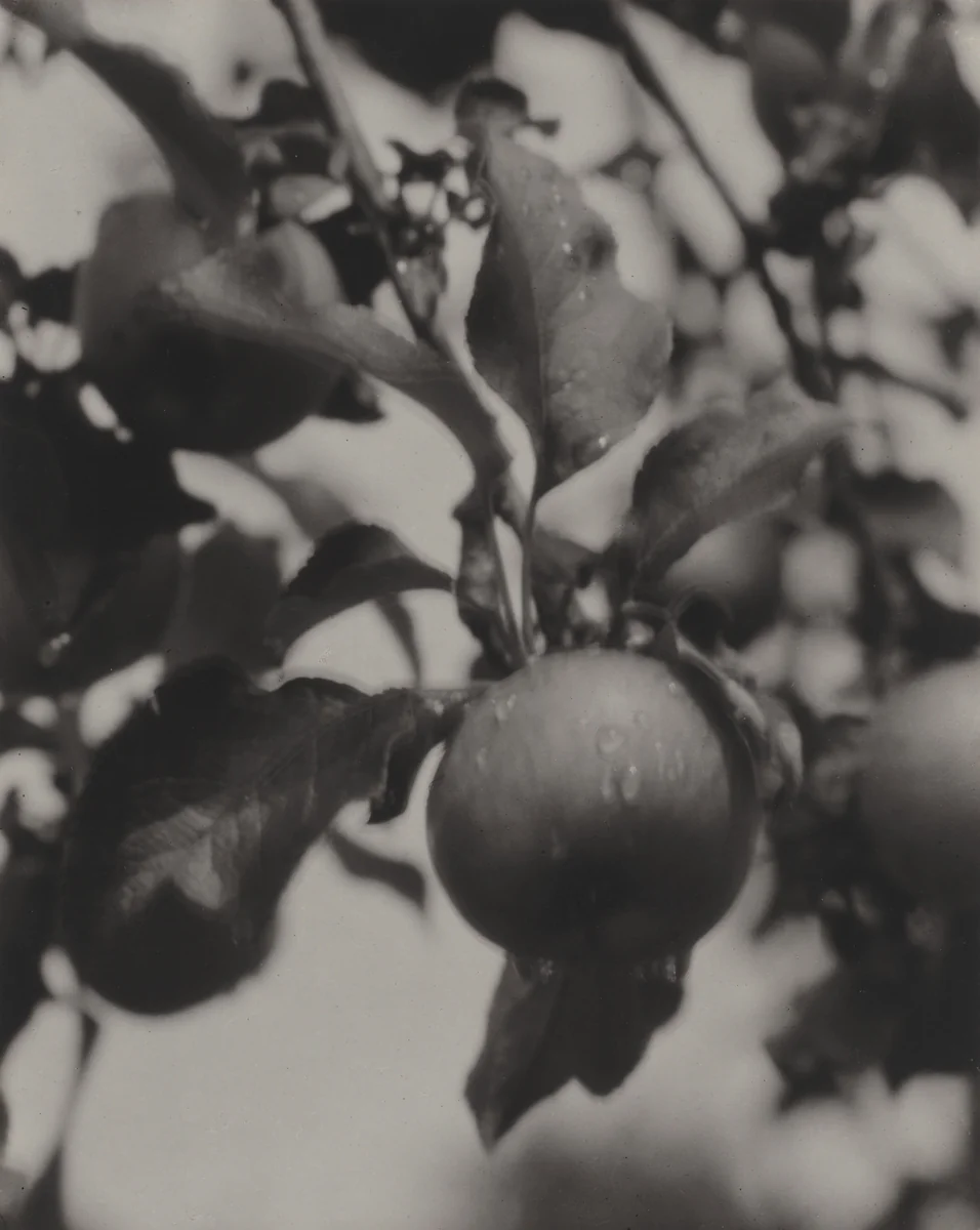 After the Rain by Alfred Stieglitz, photograph, 1922