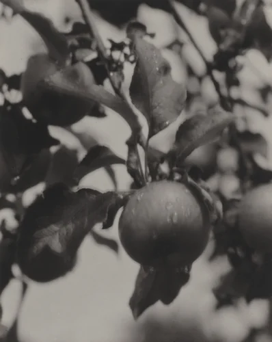 After the Rain by Alfred Stieglitz, photograph, 1922