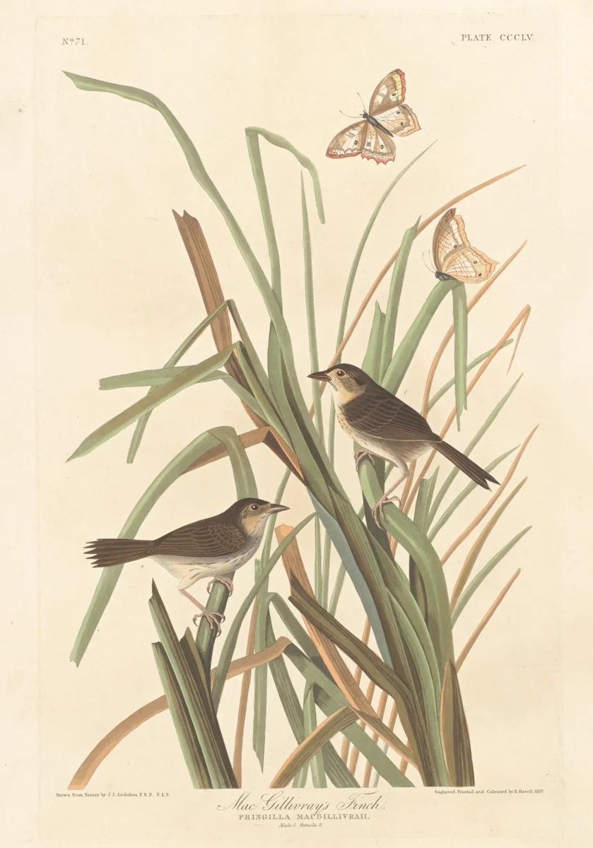 MacGillivray's Finch by Robert Havell, Jr.; John James Audubon, print, 1837