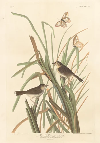 MacGillivray's Finch by Robert Havell, Jr.; John James Audubon, print, 1837