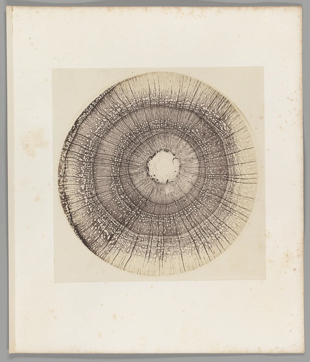 [Untitled] by Auguste-Adolphe Bertsch, photograph, 1853-1857