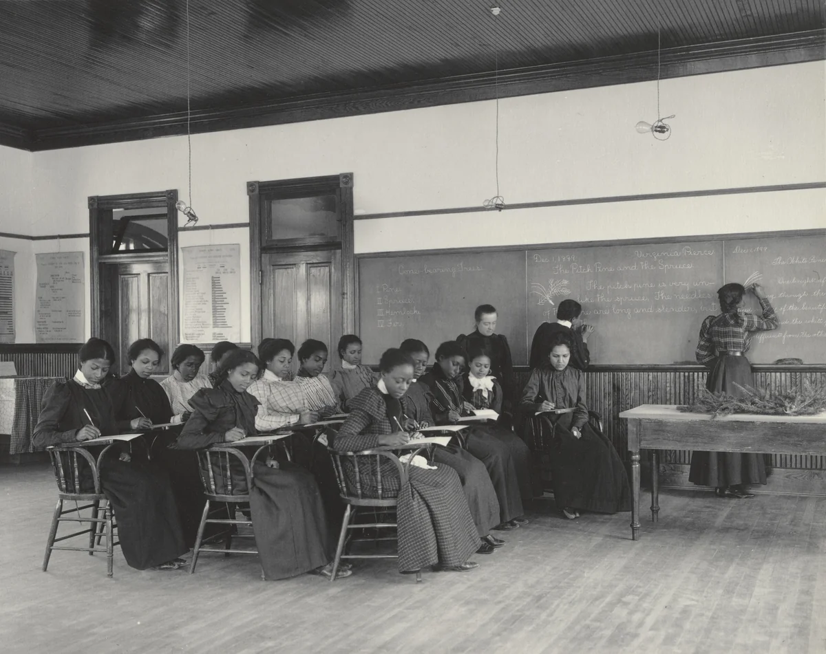 English. Compositions of the cone-bearing trees by Frances Benjamin Johnston, photograph, 1899