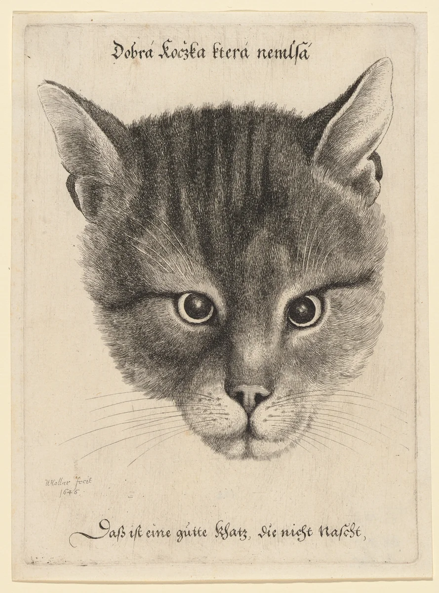 Head of a Cat (Middle Size) by Wenceslaus Hollar, print, 1646