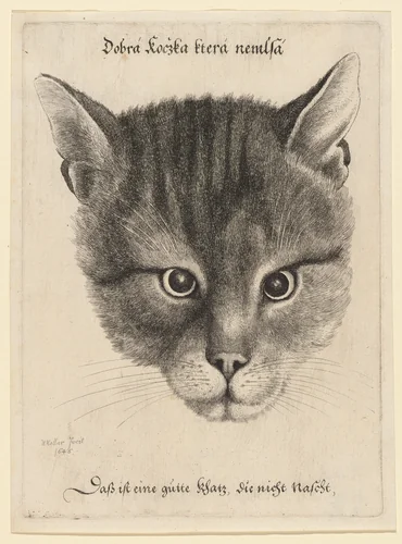 Head of a Cat (Middle Size) by Wenceslaus Hollar, print, 1646
