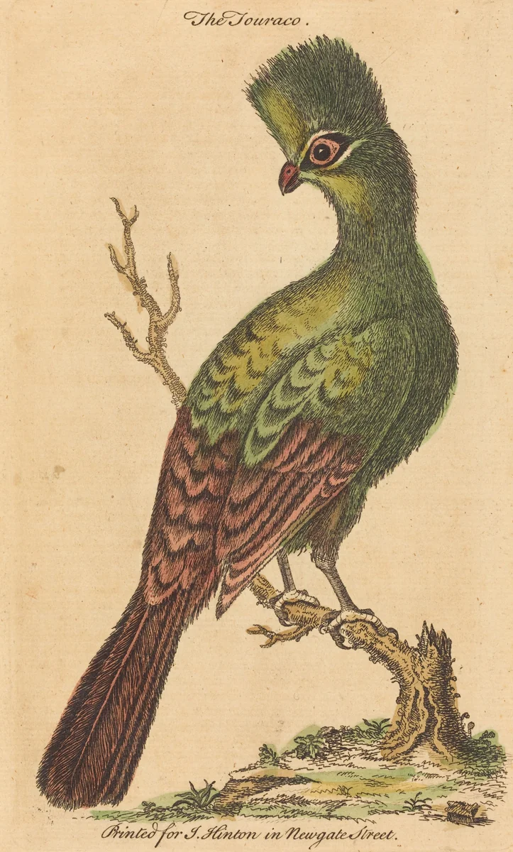 The Touraco Bird by British 18th Century, print, 1700-1799