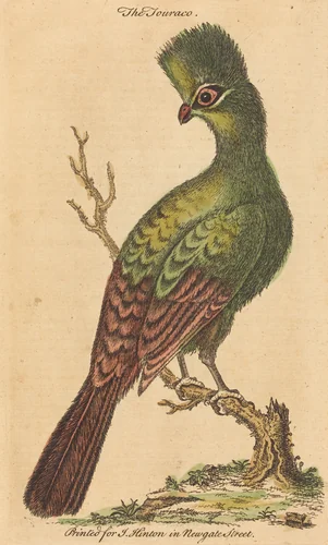 The Touraco Bird by British 18th Century, print, 1700-1799