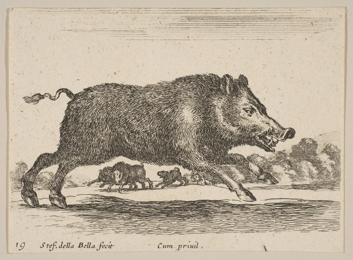 Plate 19: Wild Boar, from "Various animals" (Diversi animali) by Stefano della Bella, print, 1636-1646