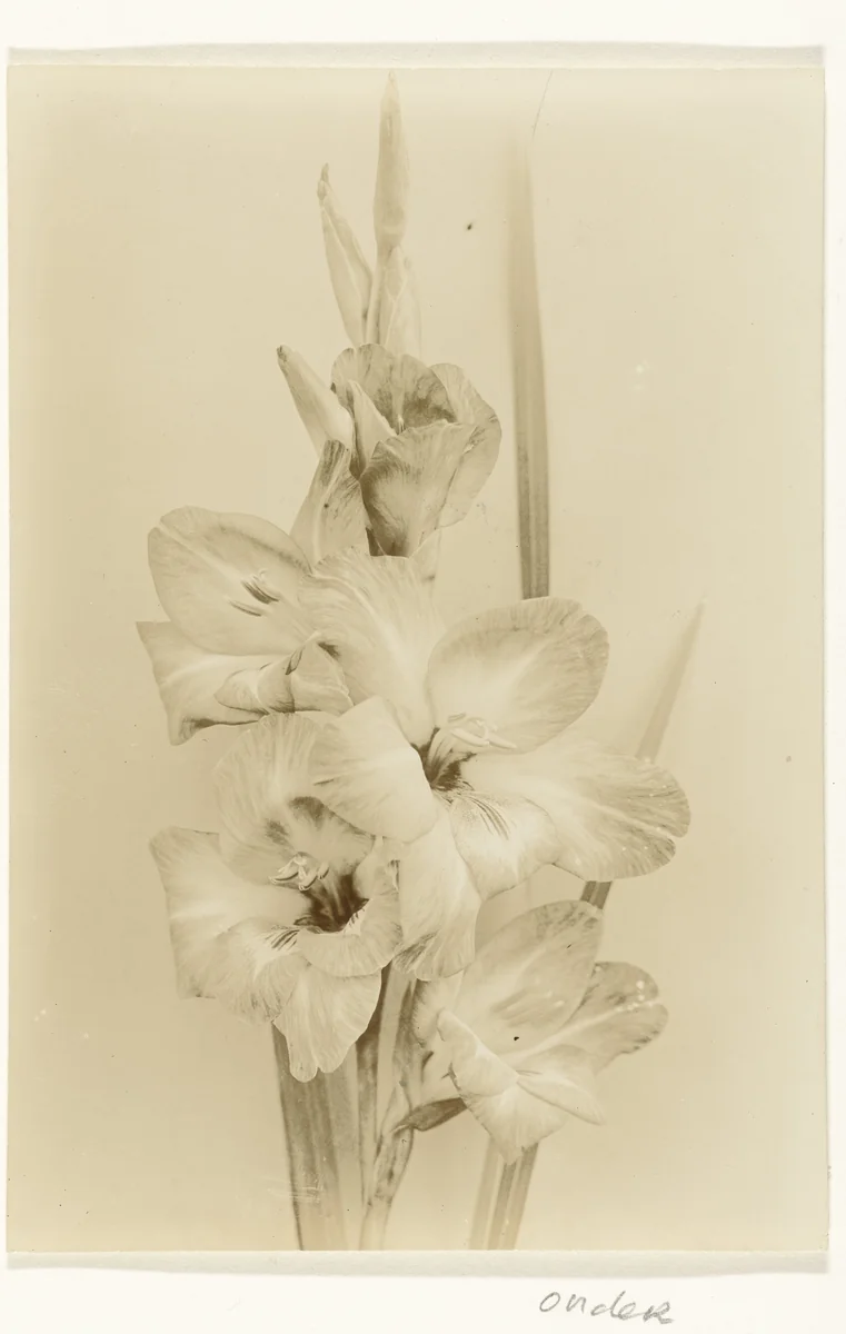 Tak van een gladiool by Richard Tepe, photograph, 1900-1930