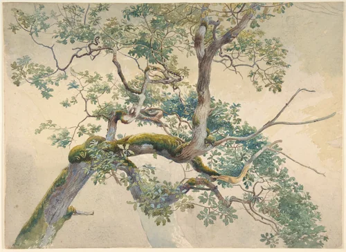 Tree Branches by Charles Reginald Aston, drawing, 1860-1900