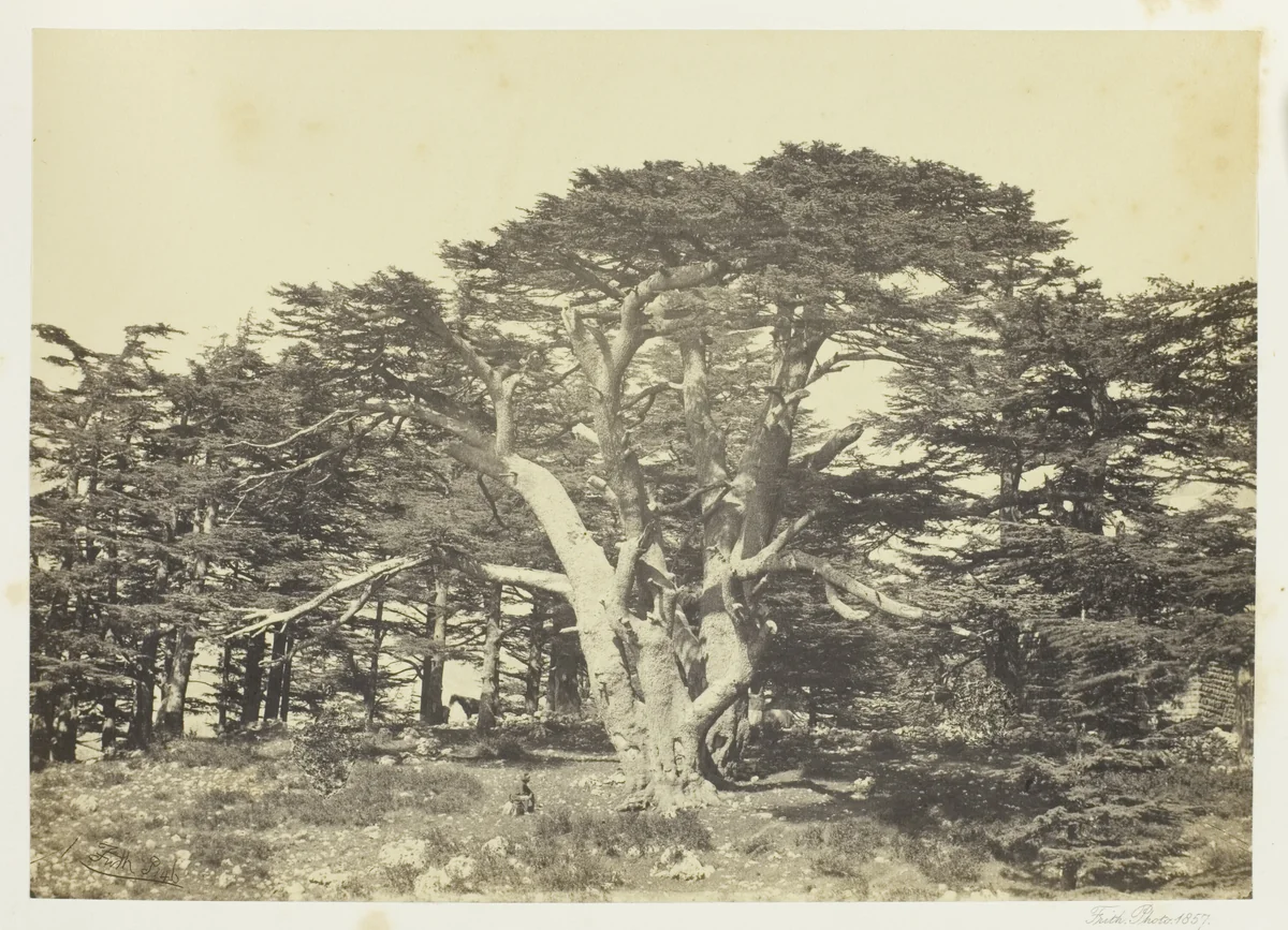 The Largest of the Cedars, Mount Lebanon by Francis Frith, photograph, 1857