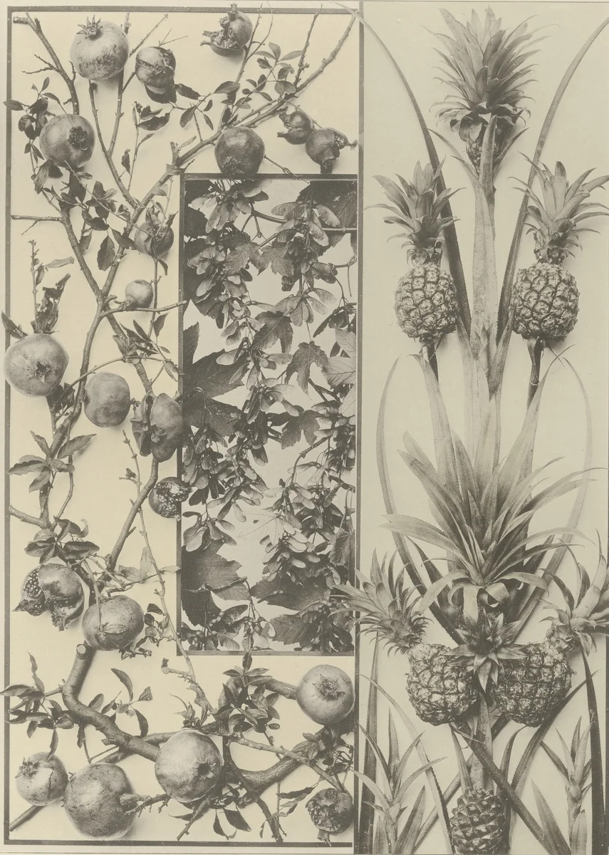 Page from Festons und Dekorative Gruppen by Unidentified Photographer, photograph, 1893