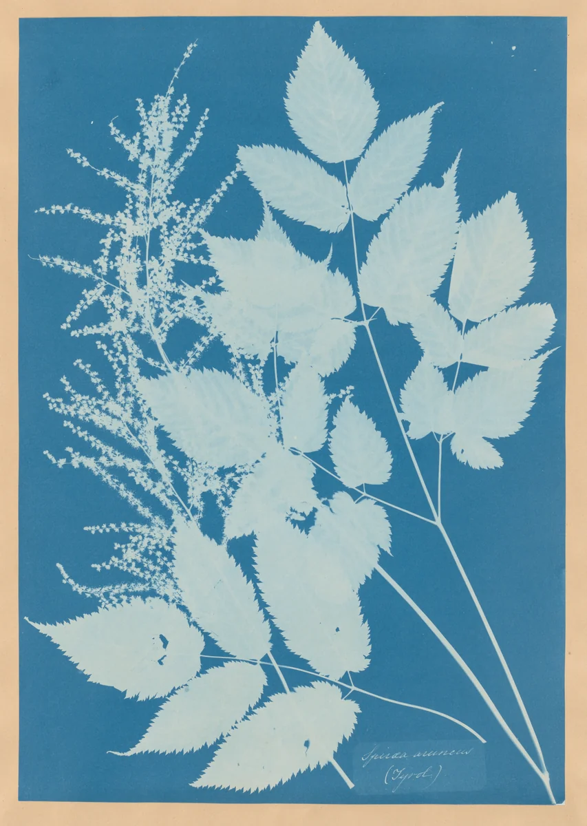 Spiraea aruncus (Tyrol) by Anna Atkins, photograph, 1851-1854