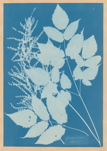 Spiraea aruncus (Tyrol) by Anna Atkins, photograph, 1851-1854
