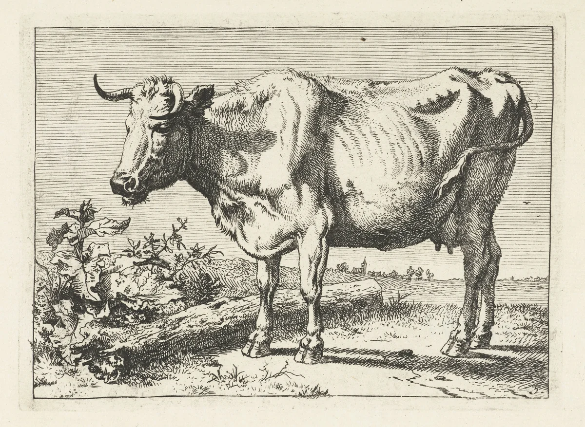 Koe met gedraaide hoorn by Paulus Potter, print, 1650
