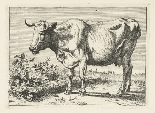 Koe met gedraaide hoorn by Paulus Potter, print, 1650