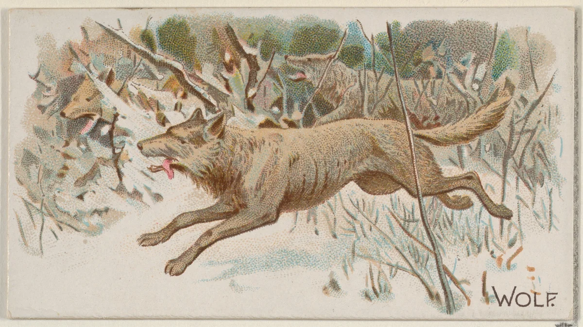 Wolf, from the Quadrupeds series (N21) for Allen & Ginter Cigarettes by Allen & Ginter, print, 1890
