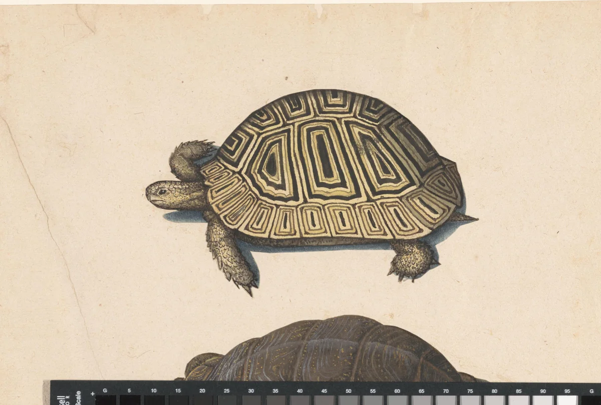 Landschildpad by anonymous, drawing, 1560-1585