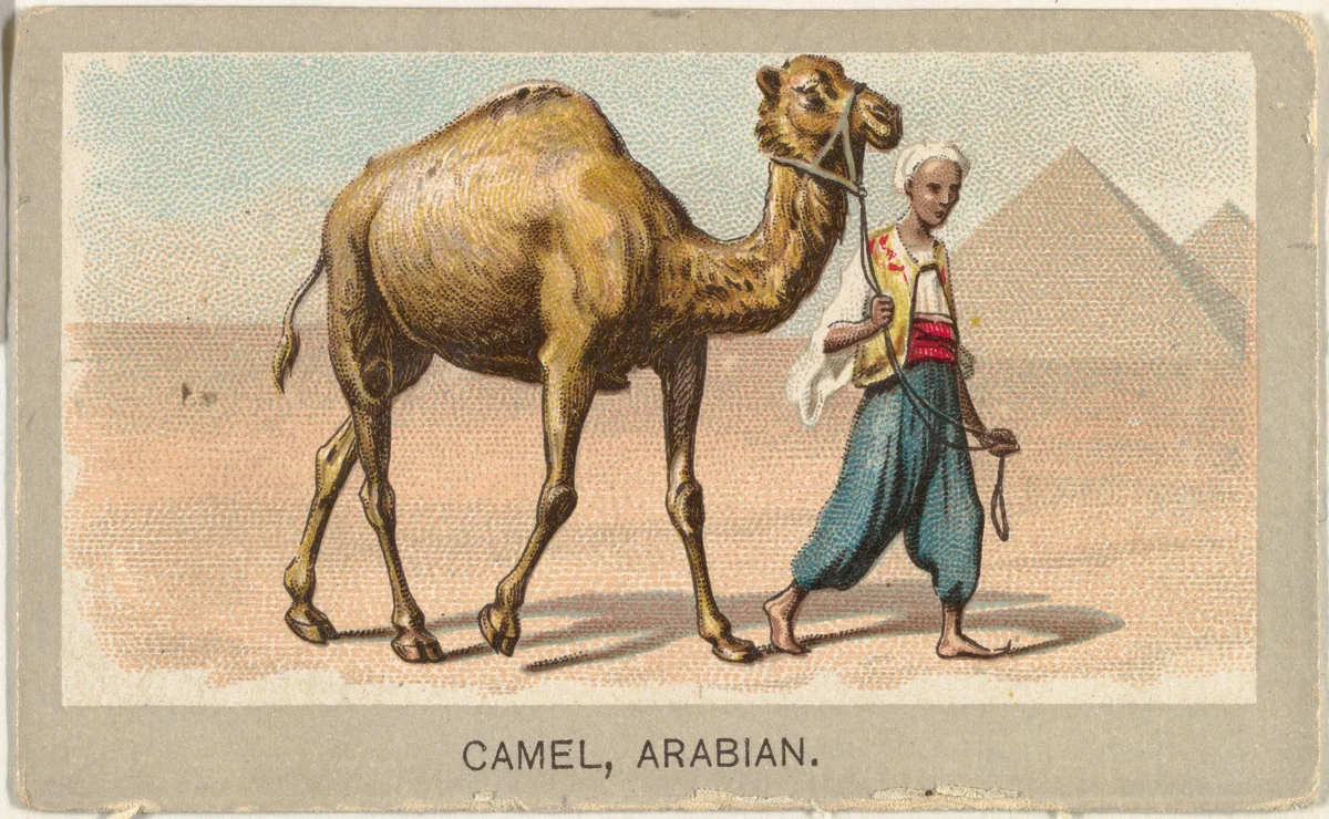 Arabian Camel, from the Animals of the World series (T180), issued by Abdul Cigarettes by Abdul Cigarettes, print, 1881
