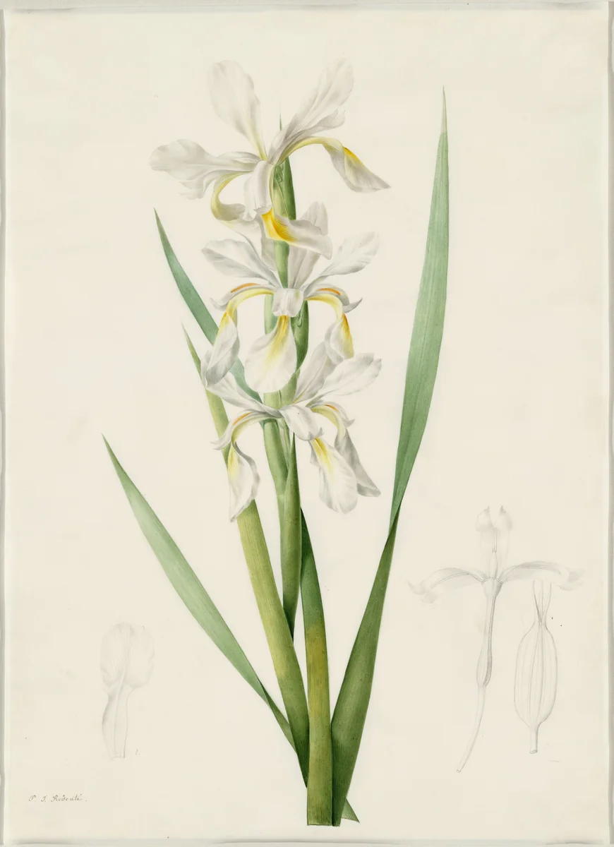 Iris ochroleuca by Pierre Joseph Redouté, drawing, 1802-1816