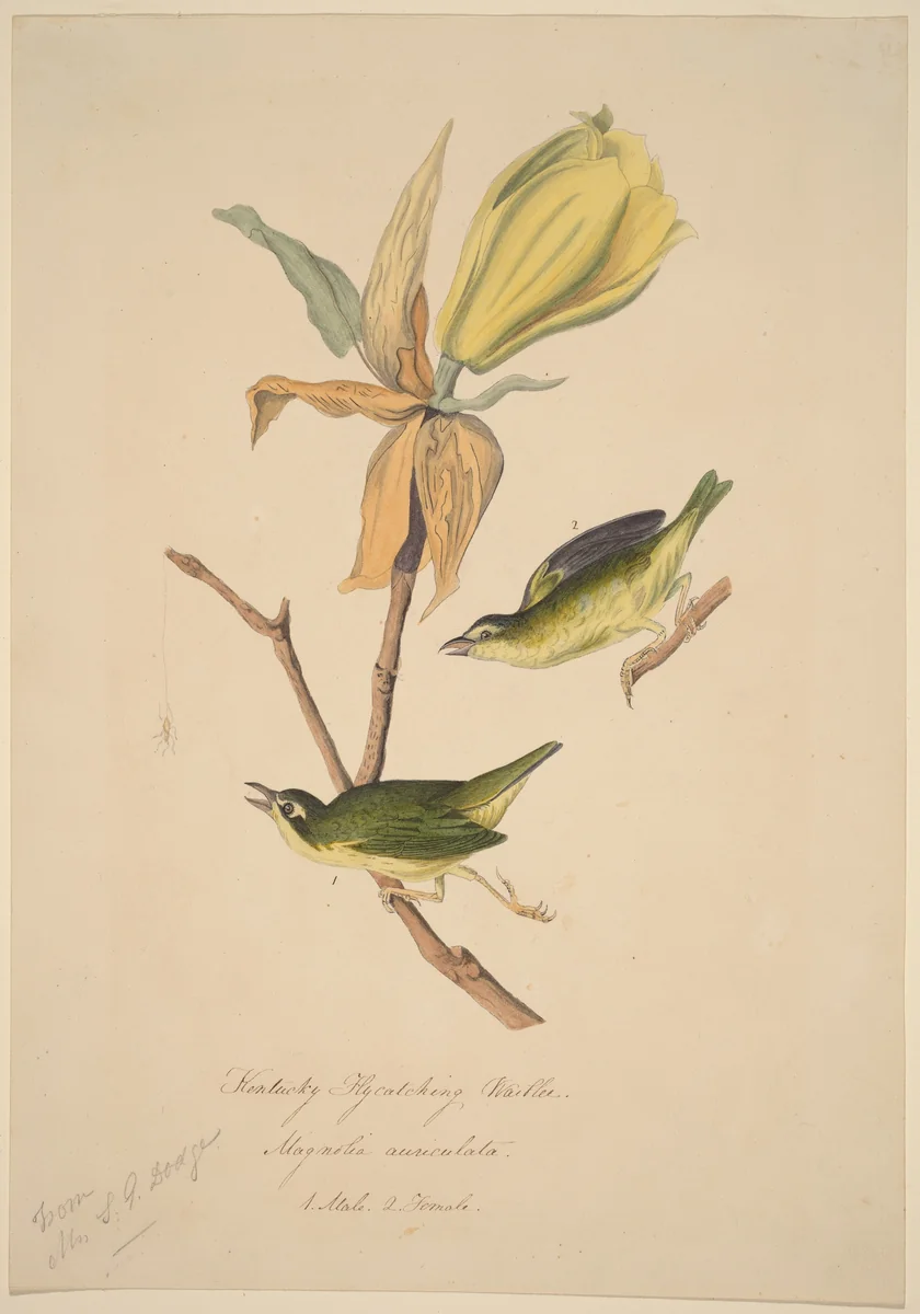 Kentucky Fly-catching Warbler by John Woodhouse Audubon, drawing, 1830-1840