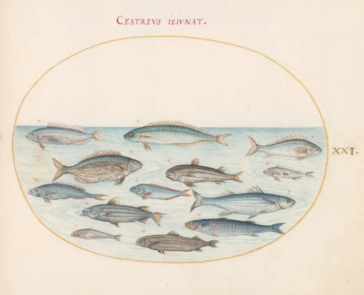Plate 21: Cod(?) and Other Fish by Joris Hoefnagel, drawing, 1570-1599
