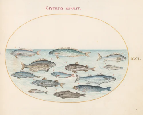 Plate 21: Cod(?) and Other Fish by Joris Hoefnagel, drawing, 1570-1599