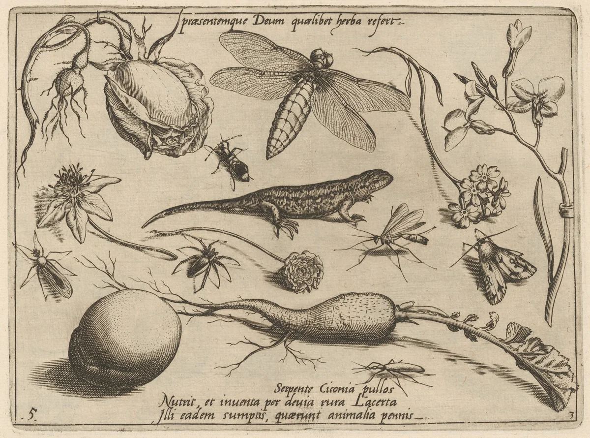 Archetypa studiaque patris Georgii Hoefnagelii [Part 3, Plate 5] by Jacob Hoefnagel; Joris Hoefnagel, print, 1592