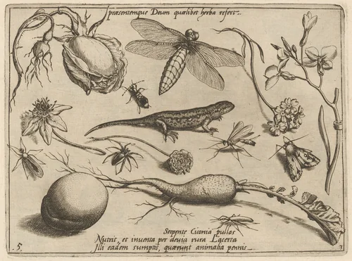 Archetypa studiaque patris Georgii Hoefnagelii [Part 3, Plate 5] by Jacob Hoefnagel; Joris Hoefnagel, print, 1592