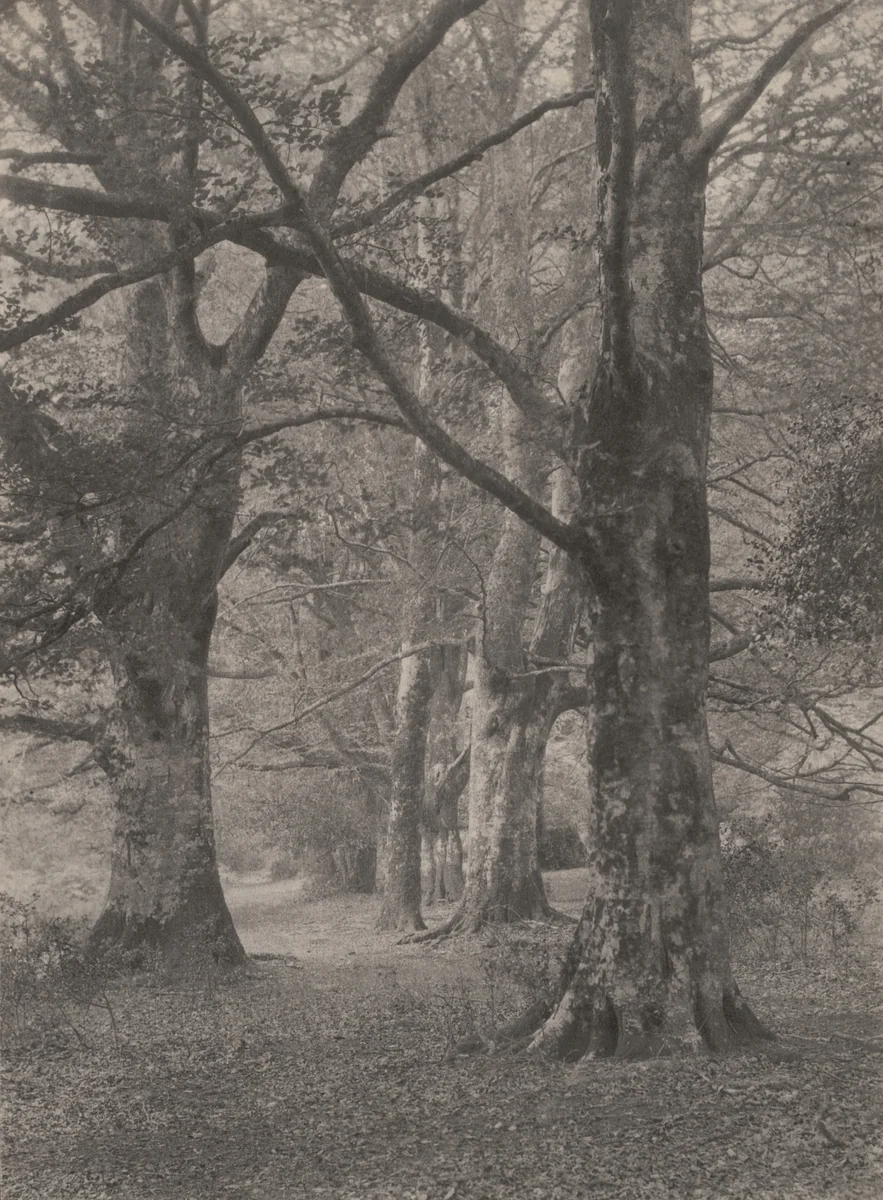 A Glade in the New Forest by Frederick H. Evans, photograph, 1891