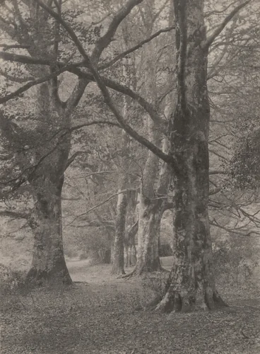 A Glade in the New Forest by Frederick H. Evans, photograph, 1891