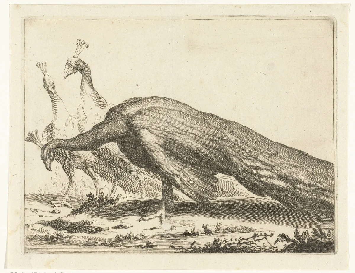 Pauwen by Frederick Bloemaert, print, 1679-1700
