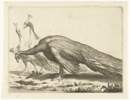 Pauwen by Frederick Bloemaert, print, 1679-1700