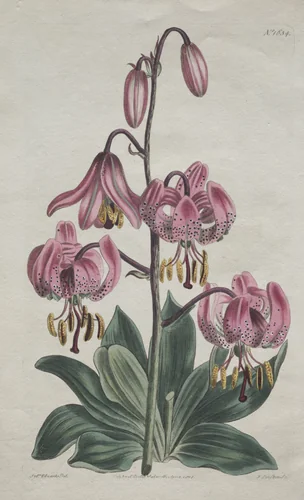 The Botanical Magazine or Flower Garden Displayed: Smooth-stalked Martagon, Turk's Cap Lily by S. Curtis, print, 1814