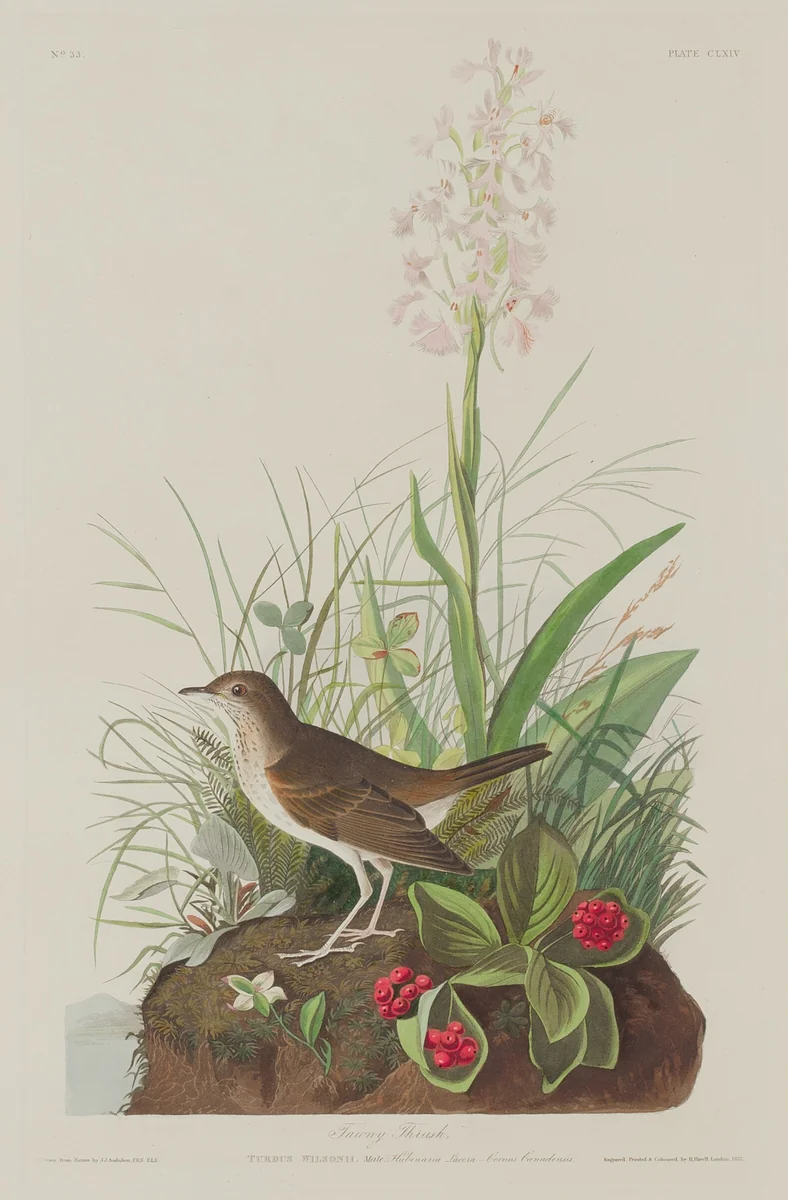 Tawny Thrush by Robert Havell, Jr.; John James Audubon, print, 1833
