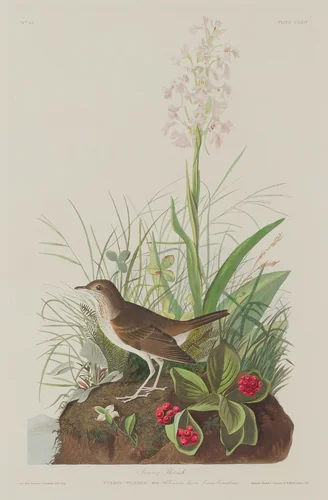 Tawny Thrush by Robert Havell, Jr.; John James Audubon, print, 1833