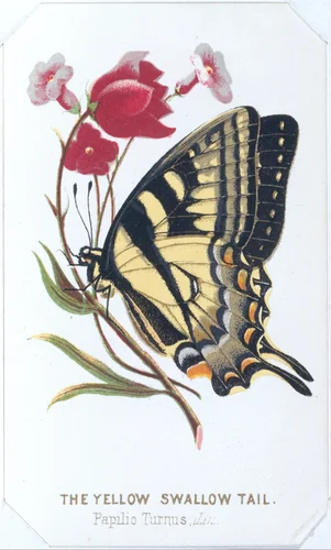 The Yellow Swallowtail, from "The Butterflies and Moths of America", Part 2 by Louis Prang & Co., print, 1860