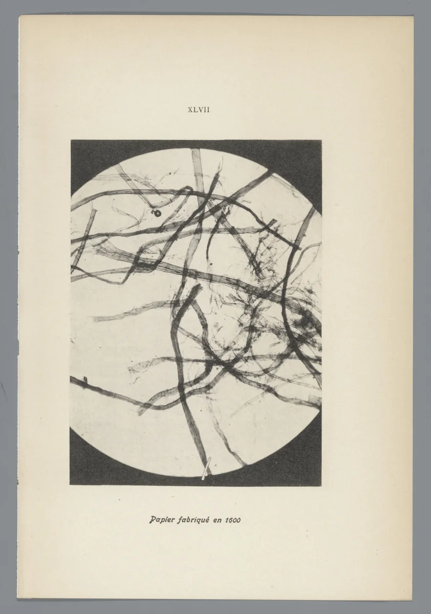 Microfoto’s van papiervezels by anonymous, photograph, 1900