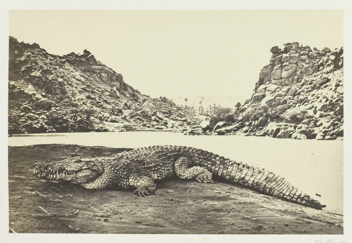 Crocodile on a Sand-Bank by Francis Frith, photograph, 1857