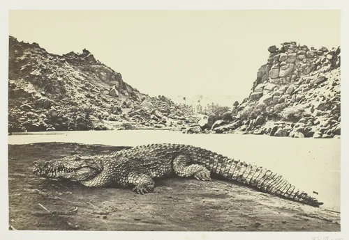 Crocodile on a Sand-Bank by Francis Frith, photograph, 1857